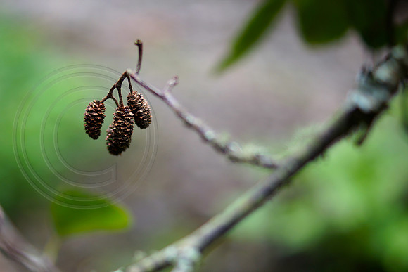 Tiny Pinecones