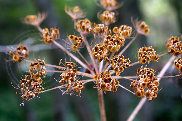 Spider Pods