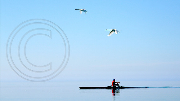 Swan Lake 2