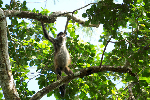 Spider Monkey