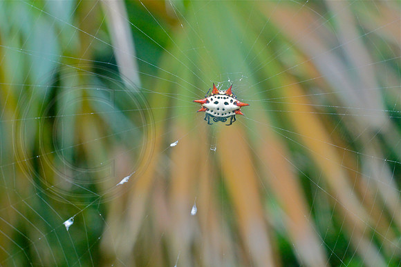 Smiling Spider