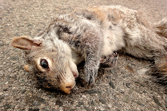 Poor Squirrel